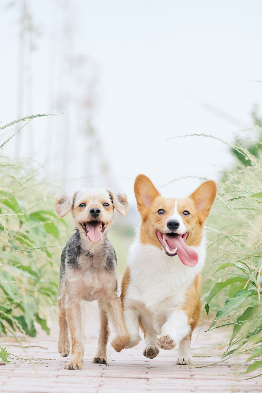 The Cutest Pet Accessories Trending in 2025