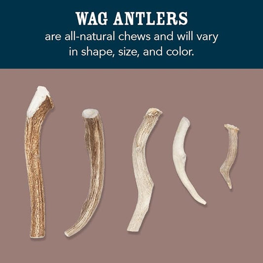 Amazon Brand – Wag Dog Deer Antler Chew, Naturally Shed, Whole, 9–10.5 inches, X-Large (Best for Dogs over 45 lbs)