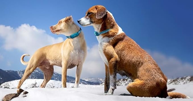 Replacement GPS eCollar with Adjustable Bungee, Multi-Hole Design, and Secure Toggle Closure for Small Dogs (Black, Small Neck)