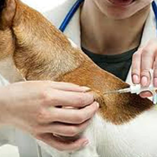 1.25x7mm, 20 Packs Yanzeo Pet Microchip 134.2khz FDX-B/ISO11784/ISO11784 Animal Implant Chip Pet ID Microchip for Dog Cat Sheep Cow Pig Pigeon Fish Rabbit