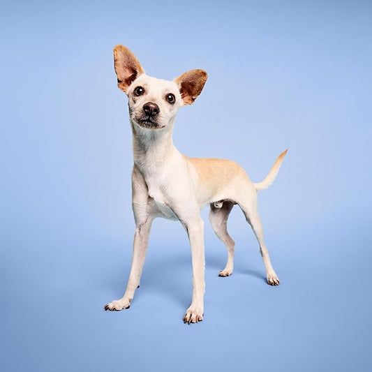 Bug Away Spray, Insect Deterrent for Dogs, 8.5 fl. Oz