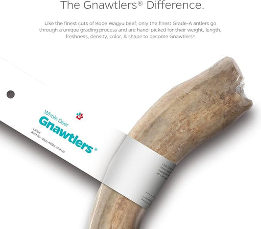 Pet Parents Gnawtlers-Premium Deer Antlers for Dogs, Naturally Shed Deer Antlers, All Natural Deer Antler Dog Chew, Selected from The Heartland Region (Small, 1 Count)