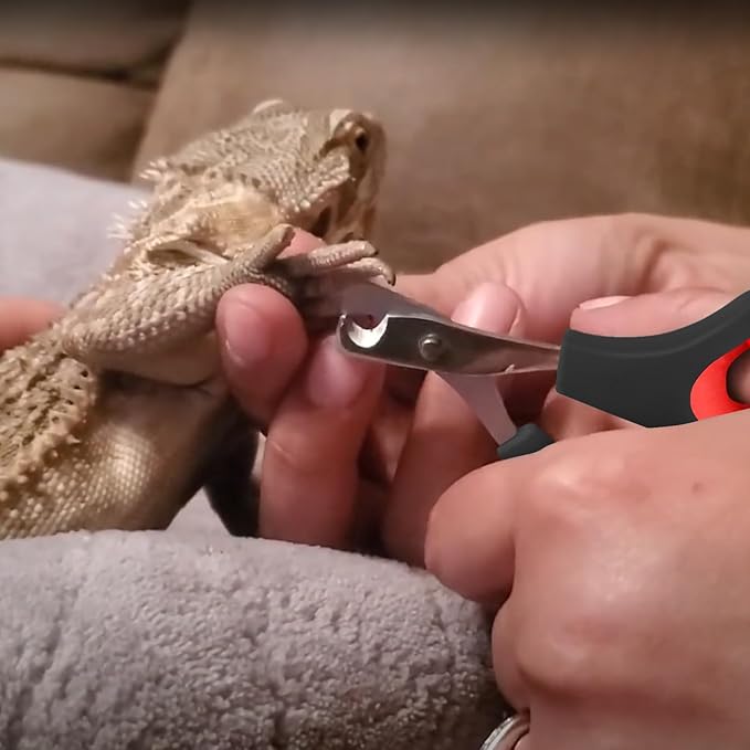 Bearded Dragon Nail Clippers,Stainless Steel Bearded Dragon Toe Nail Clippers with Precise Angled Edges (Reddish Black)