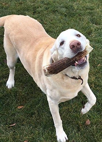 1-X Large Antler, Whole. All Natural Premium Grade A. Antler Chew. Naturally Shed, Made in The USA. Guaranteed Satisfaction