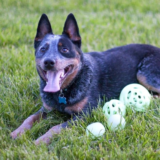 Chew King Glowing Fetch Ball, Dog Ball Toys, Ball Combo