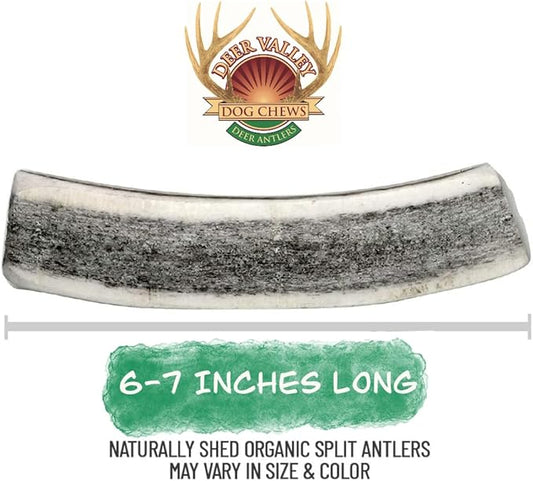 Deer Valley Dog Chews - Single Split Antler Chews (Large Size, 6-8 Inches Long) All Natural Dental Treat for Teething and Chewing - Premium Grade, Naturally Shed, USA (Single)