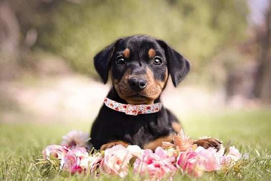 Lionet Paws Dog Collar, Adjustable Cute Collar with Metal Buckle for Male Female Puppies Gift,Summer Flower, Large, Neck 16-24 inches