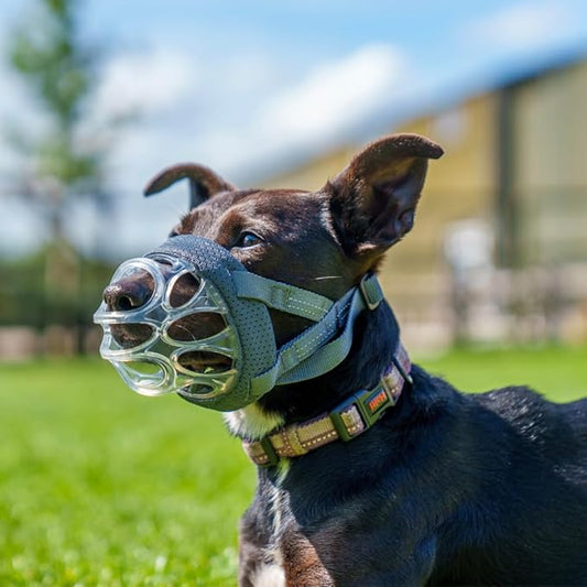 Baskerville INVISA Basket Dog Muzzle - Patented Humane Design with Facial Visibility, Padded Nose Band, Dog can Pant and Drink, Prevents Biting and Scavenging. Muzzle for Small Dogs (Size 2)