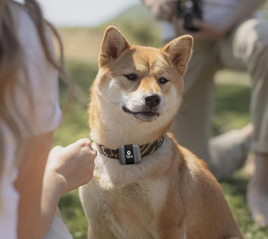 Tack GPS Pet Safety Bundle, with Lowest Monthly fee and 30 Days Battery Life - Comes with Fabric Sleeve to Attach Tracker onto pet's Collar Directly
