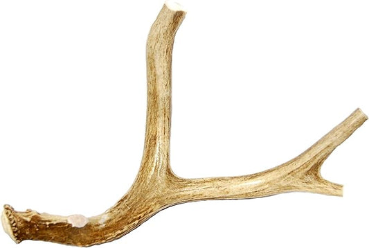 Extra Large Whole Deer Antler Dog Chew - for Large Dogs and Puppies