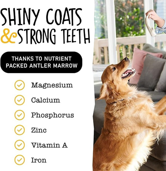 Snatchers Deer Antlers for Mild to Aggressive Chewers – Durable, Naturally Shed Antlers for Dogs Processed in The USA, No Additives (Medium, 1 Count)