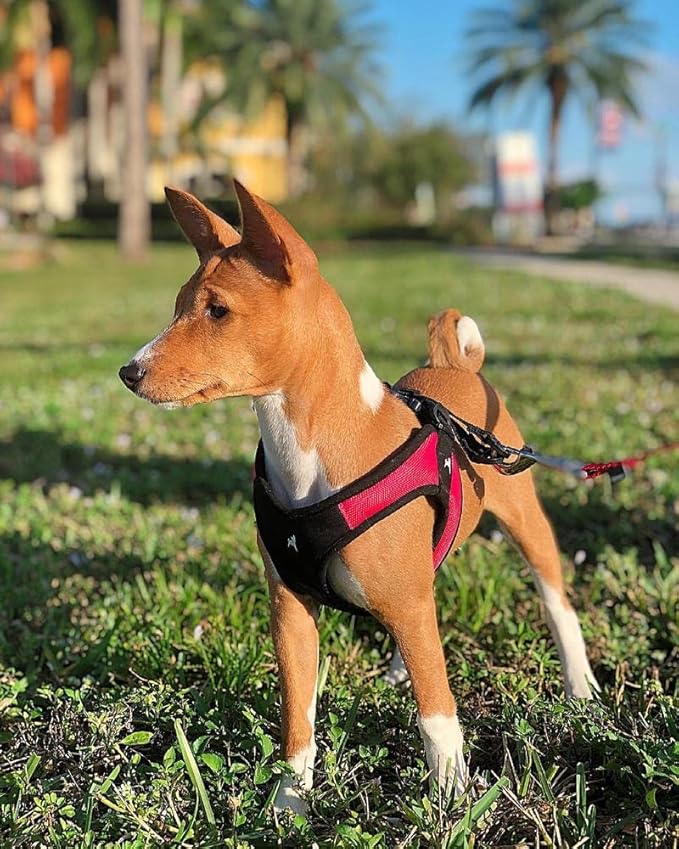 Gooby Escape Free Easy Fit Harness - Red, Small - No Pull Step-in Patented Dog Harness with Quick Release Buckle for Small to Medium Dogs