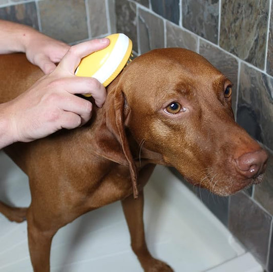 Penn-Plax 2 in 1 Shampoo Dispensing Pet Bath Brush – Soap, Lather, Scrub, and Massage Your Dog or Cat – Safe for All Ages and Breeds