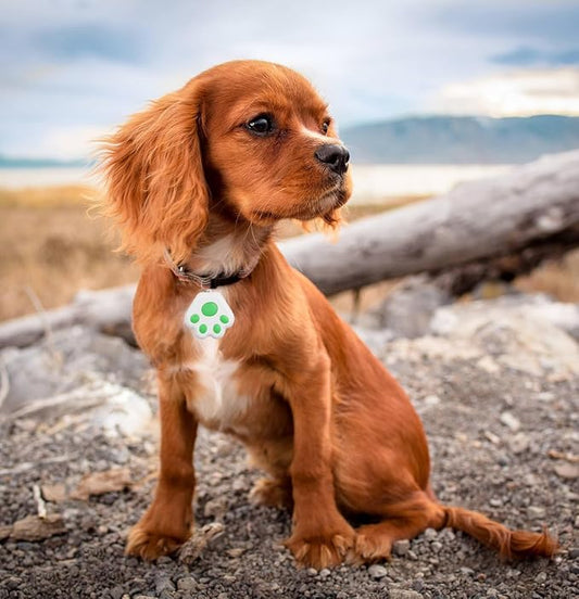 Dog Collar GPS Tracker, Paw Print Design, Multi-Color (Green)