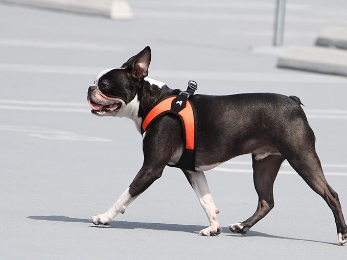 Gooby Escape Free Easy Fit Harness - Orange, Large - No Pull Step-in Patented Small Dog Harness with Quick Release Buckle - Perfect On The Go No Pull Harness for Small Dogs or Medium Dog Harness