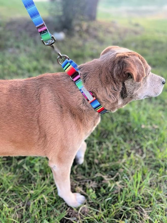 Lucky Love Dog Martingale Collar and Leash Set, Premium No Slip Collar and Leash Set, Colorful Striped Martingale Dog Collar, Great for Whippets, Greyhounds, and More (Large, Nacho - Combo)