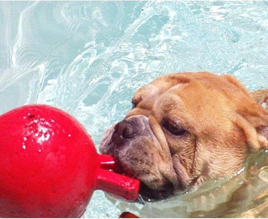 Jolly Pets Tug-n-Toss - Heavy Duty Chew Ball w/ Handle (Orange, 6")