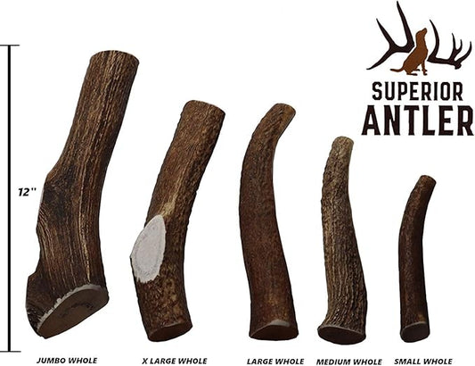 1-X Large Antler, Whole. All Natural Premium Grade A. Antler Chew. Naturally Shed, Made in The USA. Guaranteed Satisfaction