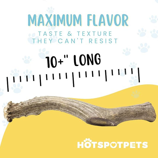 hotspot pets Premium Whole Deer Antlers for Dogs - 10+ Inch Monster Deer Antler Dog Chews - Naturally Shed for Large Breed Aggressive Chewers - Sourced in USA (1, Monster Antler)