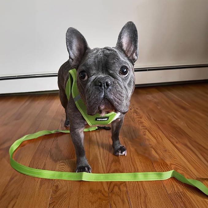 Voyager Reflective Dog Leash with Neoprene Handle, 5ft Long, Supports Small, Medium, and Large Breed Puppies, Cute and Heavy Duty for Walking, Running, and Training - Lime Green (Leash), M