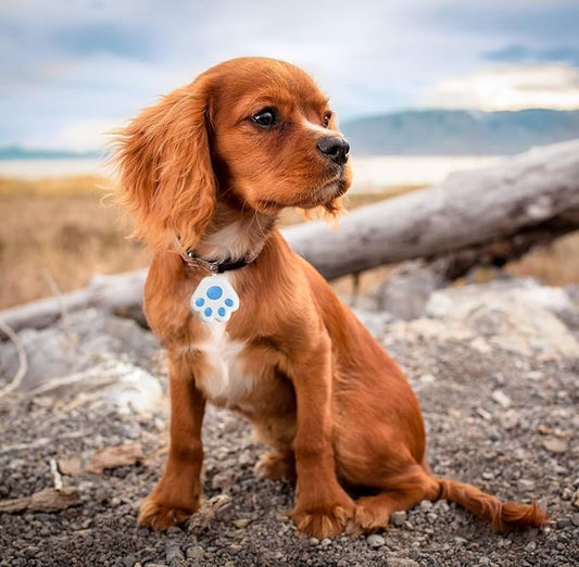 Dog Collar GPS Tracker, Paw Print Design, Multi-Color (Light Blue)