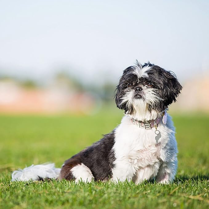 Dog Tag Clips 2 Pack Easy Change for Pet ID Tag Quick Clips Small Medium Large Dogs and Cats Collars|Gold|