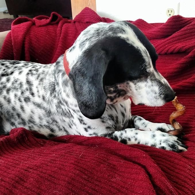 Pawstruck All-Natural 6" Bully Stick Springs for Dogs - Fun Challenging Rawhide Free 100% Beef Single Ingredient Chew Treat Bones - Fully Digestible Low Odor - 10 Pack - Packaging May Vary