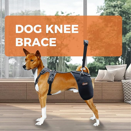 Dog Hip Support Brace - Adjustable Dog Leg Brace for Hip Dysplasia/Arthritis/Pain Relief, Warm & Breathable Luxating Patella Stabilizer, Post-Surgery Recovery(Size L)