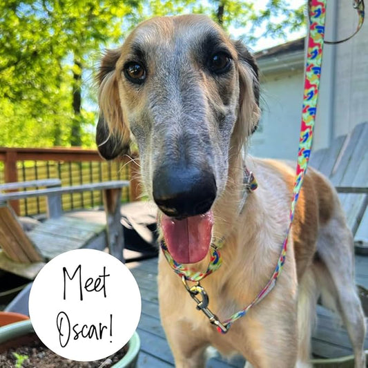 Lucky Love Dog Martingale Collar and Leash Set, Premium No Slip Collar and Leash Set, Colorful Oscar Martingale Collar, Great for Medium Dogs (Oscar, Medium - Combo)