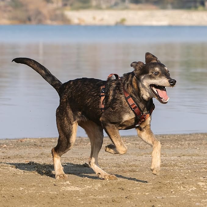 PawsPassion Dog Harness for Small Dogs, No Pull Dog Harness Easy Walk with Metal Hardware, Ergonomic Y-Shaped Design, Soft Padding, Padded Handle, Durable High-Tensile Nylon (Canyon Red, S)