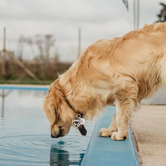 Dog Tags Personalized QR Code Dog Tag, Retro Brass Personalized Pet ID Tags Modifiable Pet Online Profile, Multiple Emergency Contact, (Pet Paw)