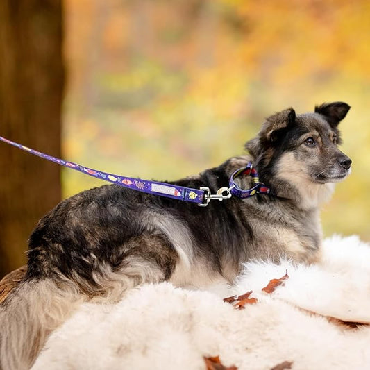 Lucky Love Dog Tropical Fish Pattern Martingale Collar and Leash Set, Summer Themed No Slip Collars for Medium Dogs, Great for Whippets, Greyhounds, and More (Mackey, Medium - Combo)