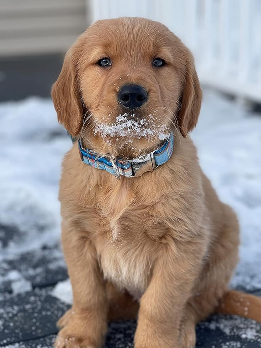 Lionet Paws Boy Dog Collar, Comfortable Adjustable Cute Blue Plaid Collar with Metal Buckle for Male Dogs Gift, XLarge, Neck 16-26 inches