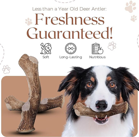 Premium White Tail Deer Antler Dog Chews, 100% All Natural, Naturally Shed Antlers, Select Cut to Size, Sanded Smooth, Dog Bones (1 Pack) (Extra Large)