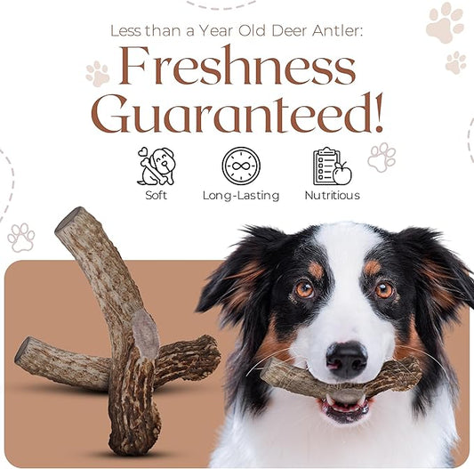 Premium White Tail Deer Antler Dog Chews, 100% All Natural, Naturally Shed Antlers, Select Cut to Size, Sanded Smooth, Dog Bones (1 Pack) (Large)