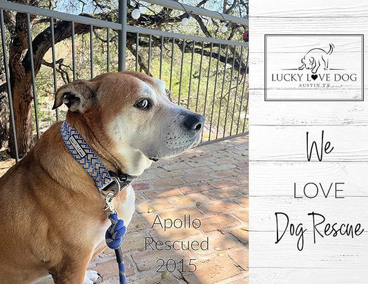 Lucky Love Dog Wide Dog Collar - Adjustable, Durable, Soft Webbing, & Comfortable 1.5 inch Wide Collar for Dogs Male and Female - in Murphy Pattern with Strong Buckle, X-Large Size