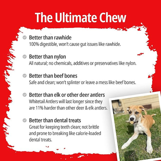 CHEW CHIEF Deer Antler Dogs Medium Breeds - Premium Quality Dog Antlers for Aggressive Chewers - Naturally Shed Dog Chew Antlers - Dog Antler Chews (6 Pack)