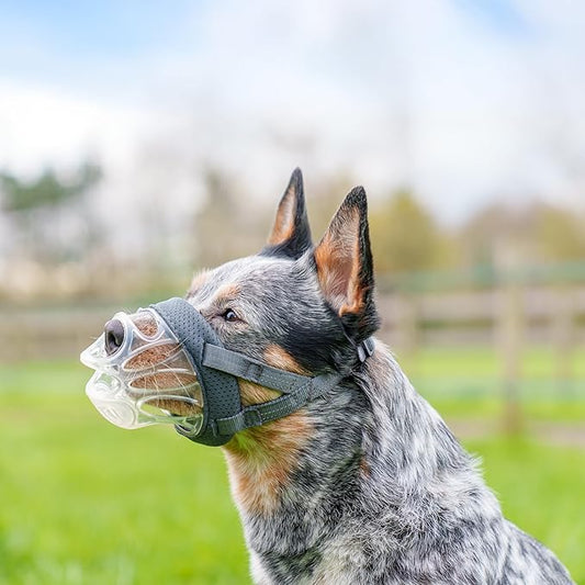 Baskerville INVISA Basket Dog Muzzle - Patented Humane Design with Facial Visibility, Padded Nose Band, Dog can Pant and Drink, Prevents Biting and Scavenging. Muzzle for Medium-sized Dogs (Size 3)