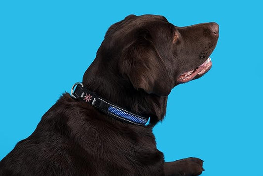 Bundle Pack FA29 PET Tracker- Waterproof, SIM Card Included with LED Collar and 1 Month Free Trial,Everything Included (Medium, Blue)