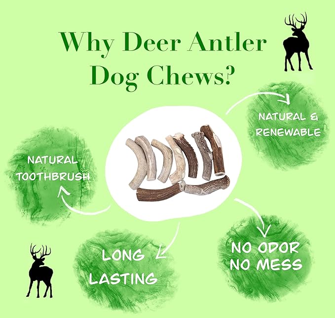Deer Valley Dog Chews - Single Split Antler Chews (Large Size, 6-8 Inches Long) All Natural Dental Treat for Teething and Chewing - Premium Grade, Naturally Shed, USA (Single)