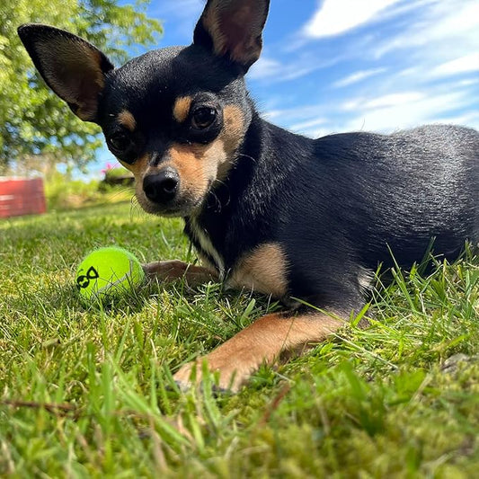 Squeaky Tennis Balls for Dogs Colorful Easy Catching Pet Toy Balls 12 Pack (2.0inch-6colors)