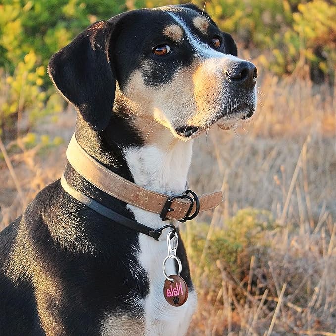 TIESOME Dog Tag Clips with Rings, 6 PCS Dog ID Tag Clips 18 PCS Tag Rings Stainless Steel Pet Tag Clip Easy Change Dog ID Tag Holder Quick Release for Dog Cat Collar and Harness 1.3 x 0.6 in