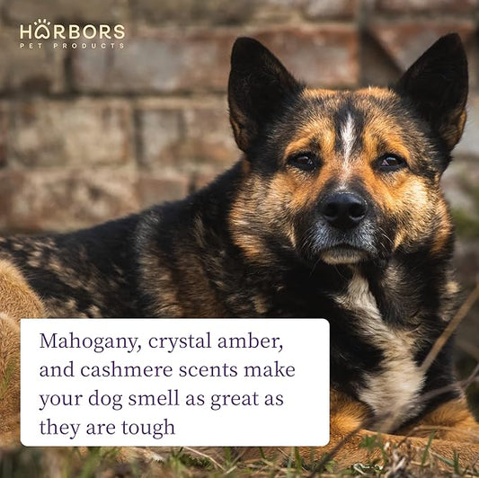 Harbor's Bad Dog Cologne - Friday Night