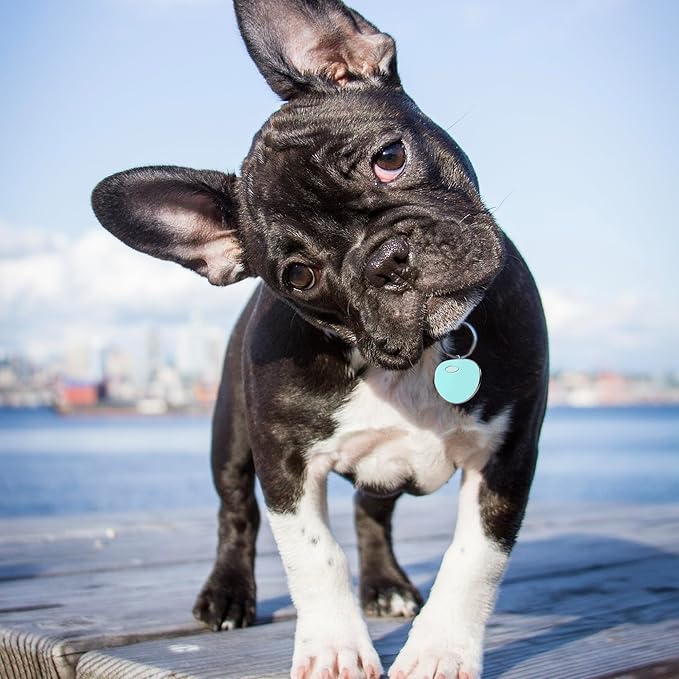 Premium QR Code Dog Tag - Smart Pet ID Tags for Dogs - Scan Dog ID Tag for Instant Location Alert & Modifiable Pet Profile - Dog Tags Personalized for Pets with Dog Training App (Yellow)