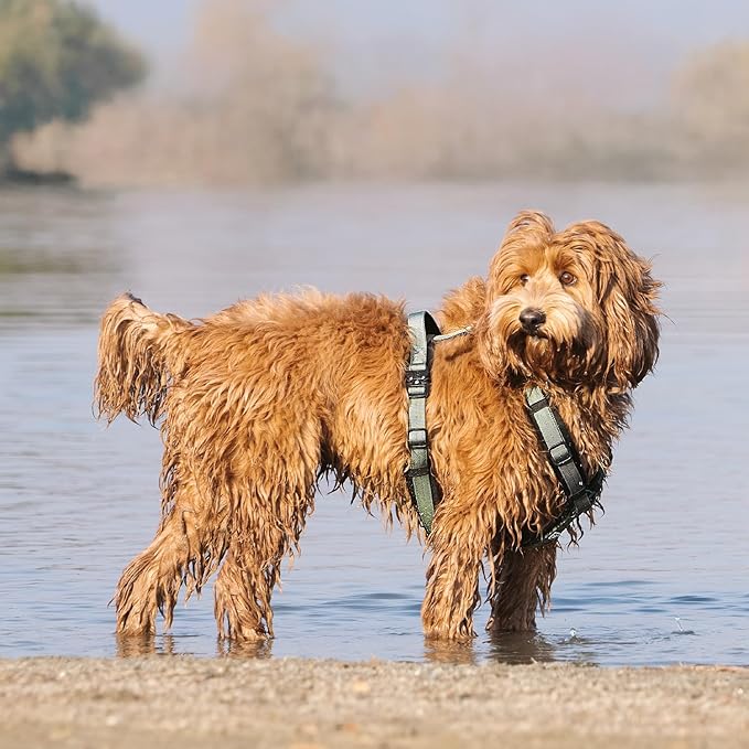 PawsPassion Dog Harness for Small Dogs, No Pull Dog Harness Easy Walk with Metal Hardware, Ergonomic Y-Shaped Design, Soft Padding, Padded Handle, Durable High-Tensile Nylon (Seabreeze, S)