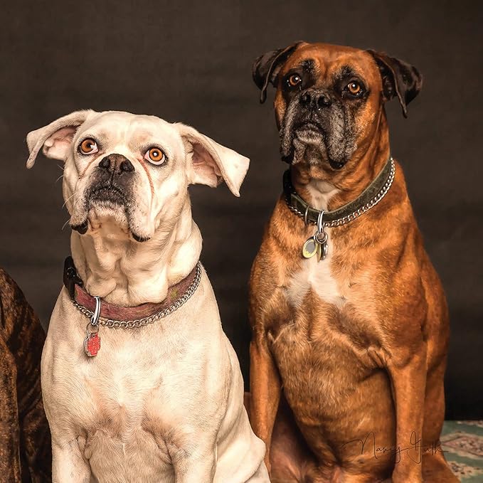 18 Pieces Leash Dog Tag Clip Pet ID Tag Pet Tag Clip Quick Clip Combos Pet ID Tag with Rings, Stainless Steel Quick Clips Pet ID Tag Holder for Dog Cat