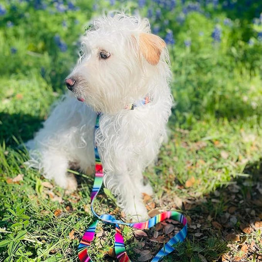 Lucky Love Dog Combo Set, Colorful Striped Dog Collar & Leash Set, Matching Collar and Leash for Large Girl or Boy Dogs, Nacho Combo, Large