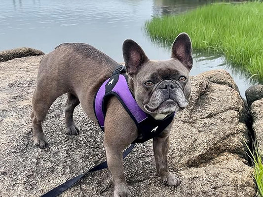 Gooby Escape Free Easy Fit Harness - Purple, X-Small - No Pull Step-in Patented Small Dog Harness with Quick Release Buckle - Perfect On The Go No Pull Harness for Small Dogs or Medium Dog Harness