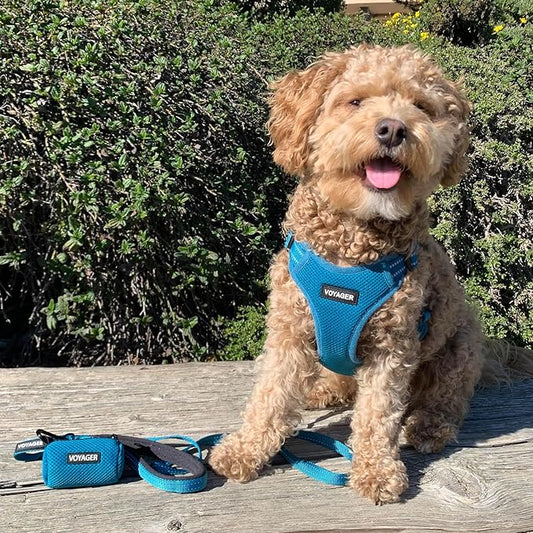 Voyager Reflective Dog Leash with Neoprene Handle, 5ft Long, Supports Small, Medium, and Large Breed Puppies, Cute and Heavy Duty for Walking, Running, and Training - Turquoise (Leash), L