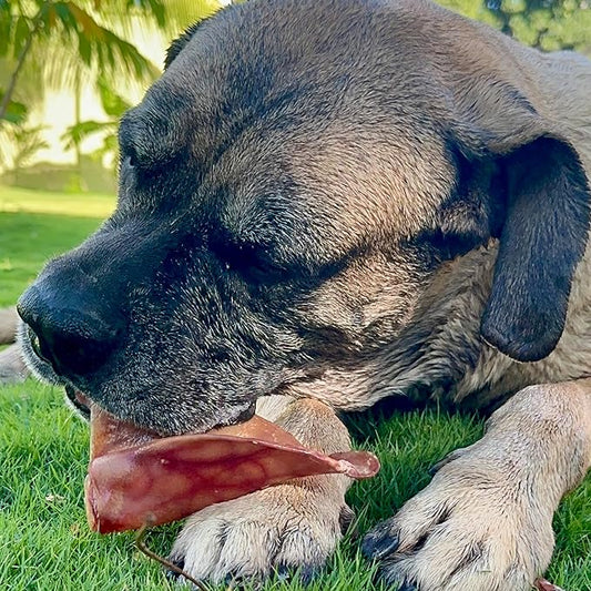 Supercan Bully Sticks Pig Ear Chews for Dogs – Half Pig Ears (15 Count) - All Natural Dog Treats - Healthy Chews for Large Medium & Small Dogs - Promotes Dental Health - Long Lasting